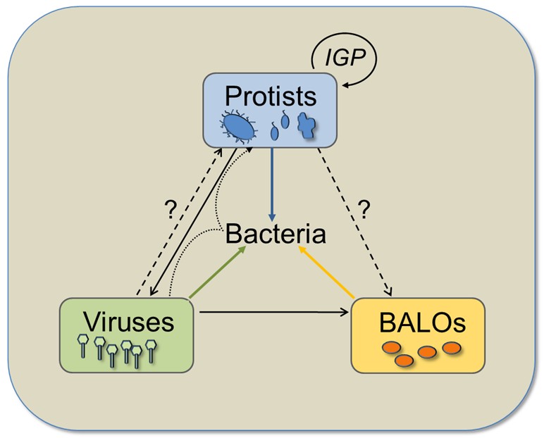 Mikrobielle Interaktionsökologie